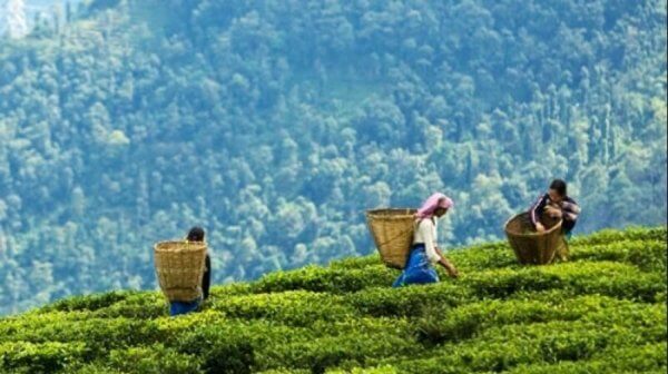 BIO Darjeeling Earl Grey – Bild 2