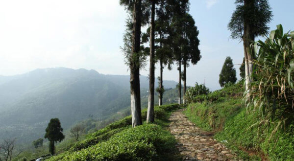 BIO Darjeeling Okayti – Bild 2
